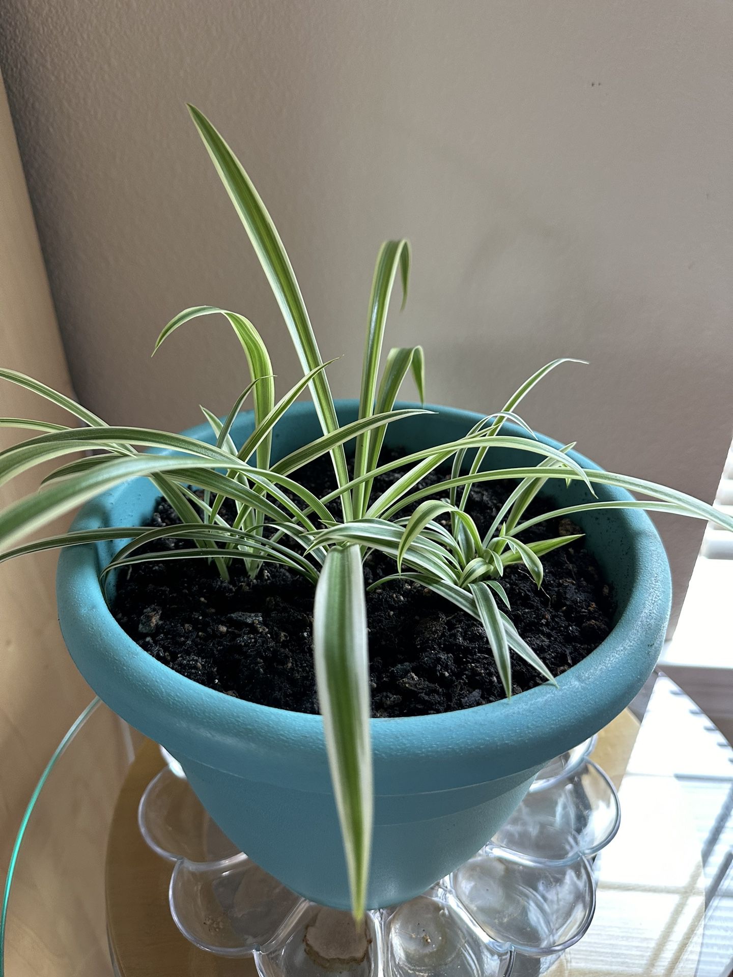 Spider Plants In A 8” Pot