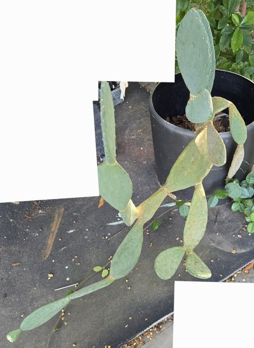 Spineless Prickly Pear Cactus