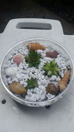 Succulent garden