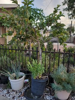 Guava Tree