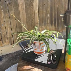 Spider plant one gallon