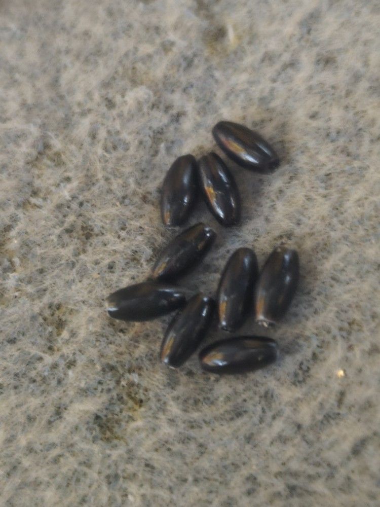 Black Wheet Bead Looking For