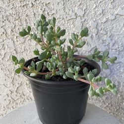 6 Inch Pot Succulent Plant - Deltoid Leaved Dewplant - Oscularia Deltoides - Pink Hardy Ice Plant - Rooted & Established - 🪴- Drought Resistant 