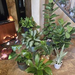 Beautiful Plants....reasonable Prices