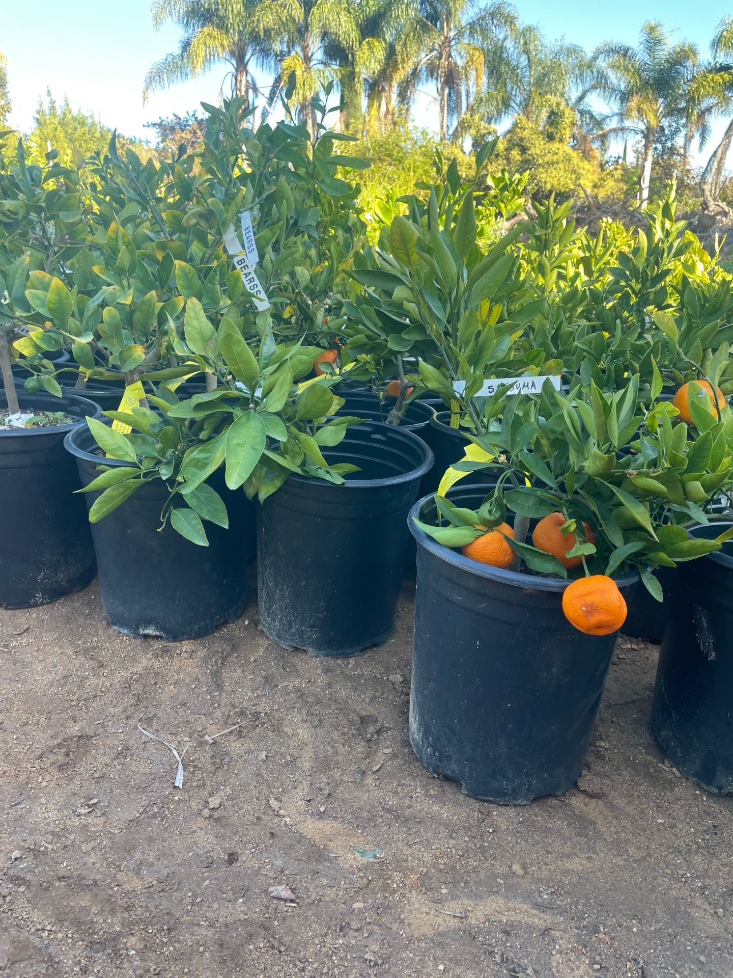 5 Gallon Size- Fruiting Age- Citrus Trees