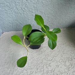 Hoya Pachyclada Plant 
