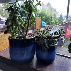 Mature Jade And Succulent With Pots 