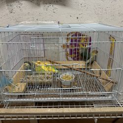 cage for love birds 