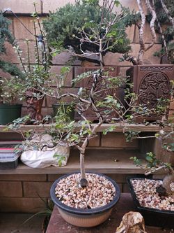 Bonsai and Pre-bonsai
