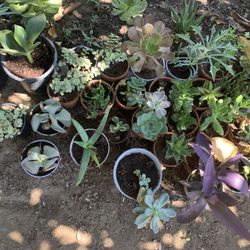 Small 4 In Pots Succulents 