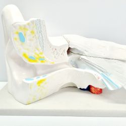 Ear Canal Educational Scientific Model Anatomy Display