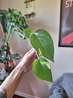 Pothos #2