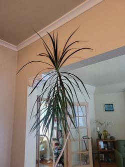 Madascar Dragon Tree