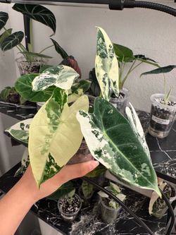 Alocasia Frydek Albo MULTIPLE