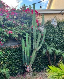 Giant Peruvian Apple cactus