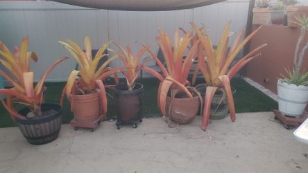Bromeliads Plants