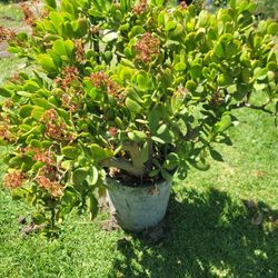 Jade Plants