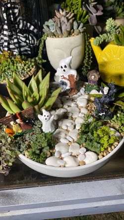 Suculenta Halloween