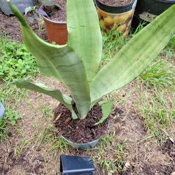 Sanseviera Moonshine 