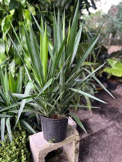 Yucca tip in 3 gls pot. SPECIAL PRICE 🤩