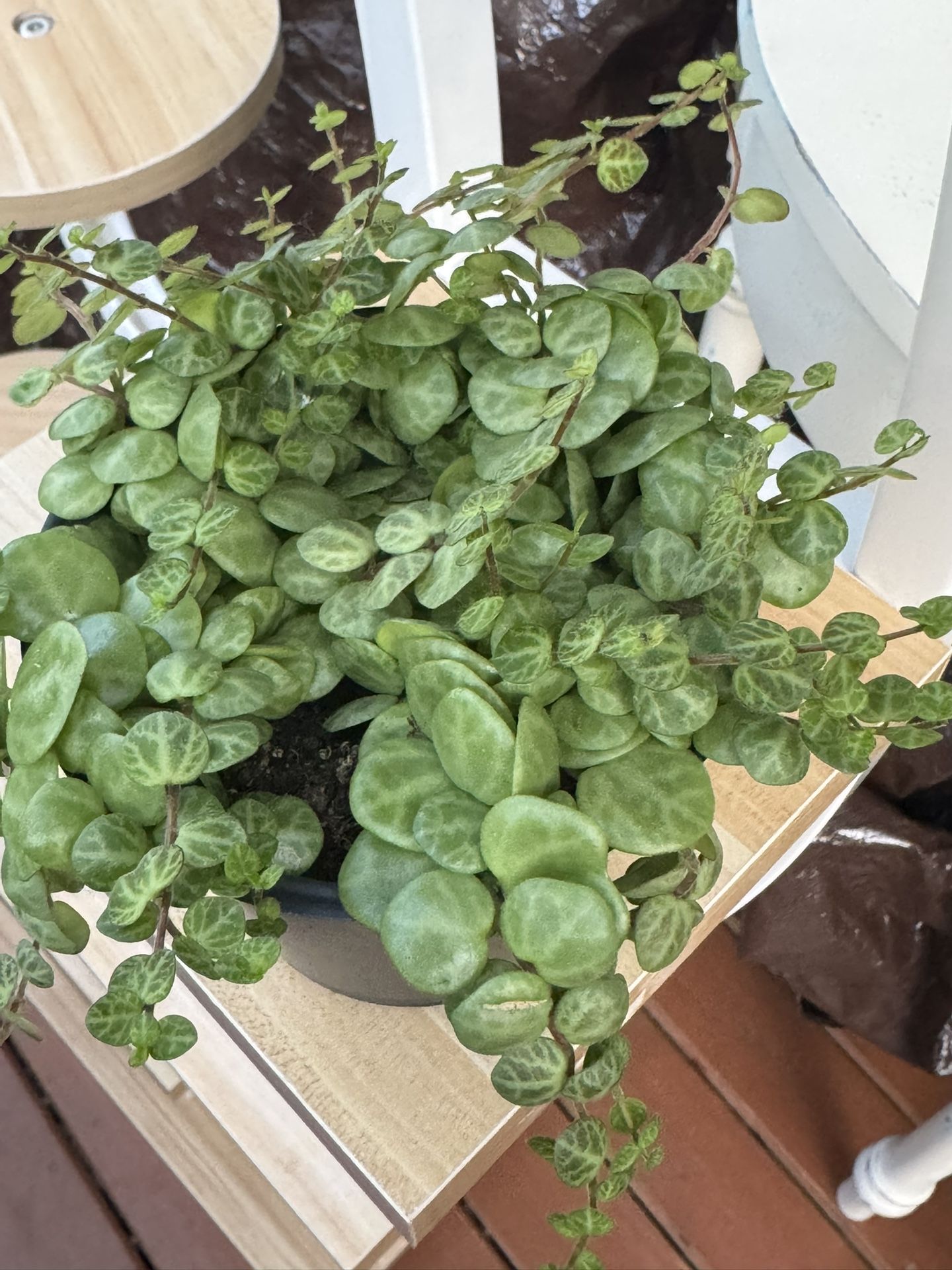 String Of Turtles