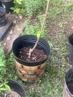 Peach Florida King