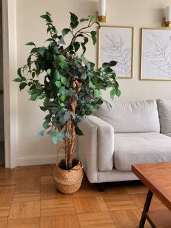 Faux Ficus Tree in Woven Basket