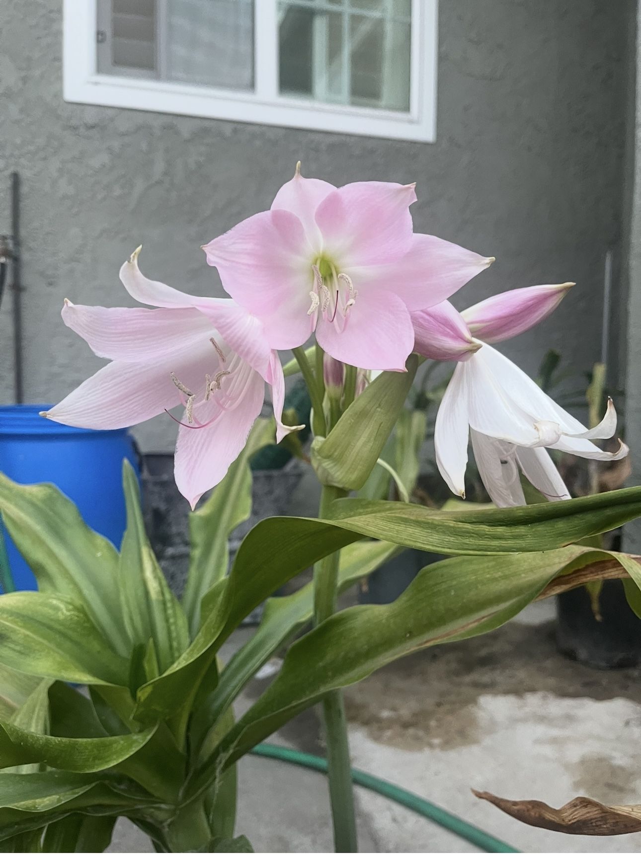 Pink Flowers Plant