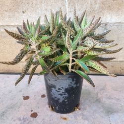 Mother Of Thousand Kalanchoe Plant Medesinal