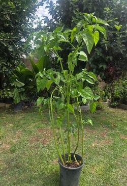 5 feet maraviya Plant