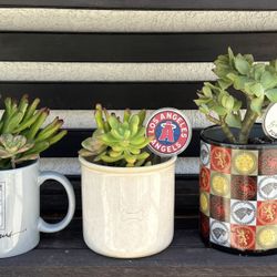 Succulent plants in ceramic planter or mugs
