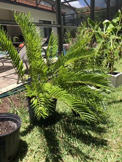 Coontie Palm Cycads