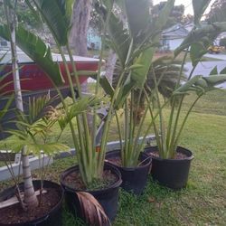 Palms And Trees For Sale 