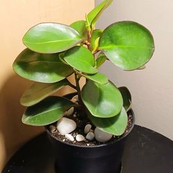Baby Rubber Plant (Peperomia obtusifolia)