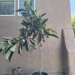 Large Loquat Tree