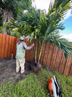 Triple Christmas Palm - Delivered & Installed TODAY!