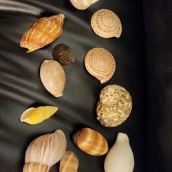 Mix Seashells