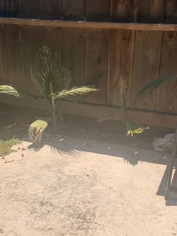 Palm trees