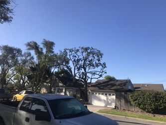 Tree trimmer
