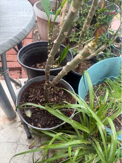 Garden plants