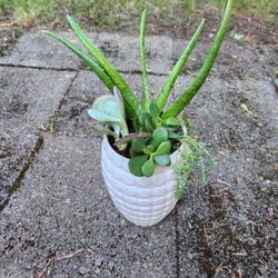 Succulent Arrangement