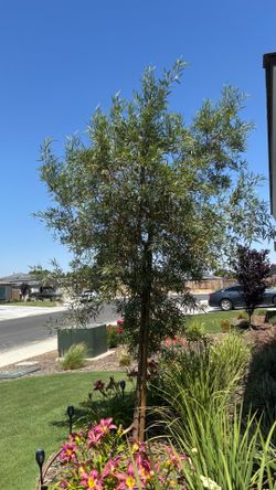 African sumac tree