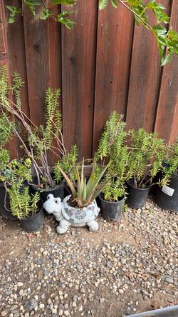 Tall succulents