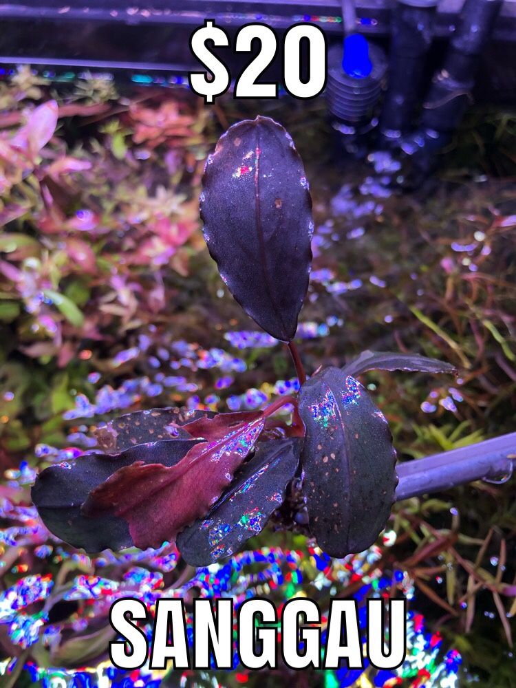 Rare Bucephalandra for sale (aquatic plant)