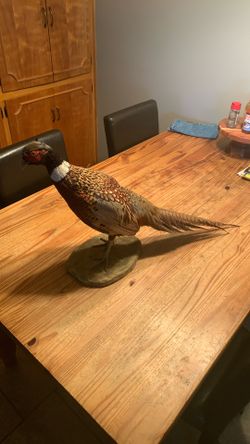 Pheasant mount