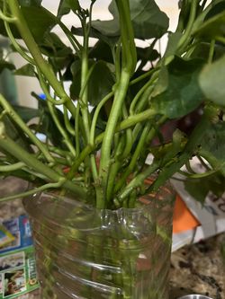 rooted Talbos (sweet potato leaves) cuttings
