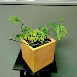 Monstera Adansonii (Swiss Cheese Plant)