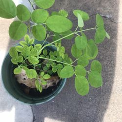 Drumstick Tree Plant (Moringa)