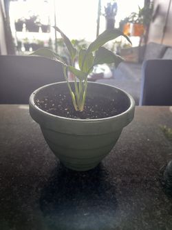 Peace Lily