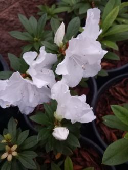 Variedad De Plantas $5dls.and.Up+++++